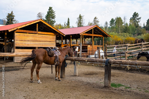 Yellowstone National Park, USA. September 16, 2022. Horses standing at ranch with trees in background. Domestic animals by forest at famous Yellowstone National Park.