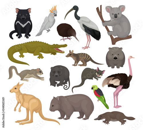 Australian animals set. Kangaroo, wild dog dingo, marsupial bear, koala, echidna, platypus, wombat cartoon vector illustration