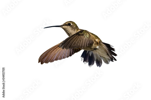 Black-chinned Hummingbird (Archilochus alexandri) Photo, in Flight on a Transparent Background