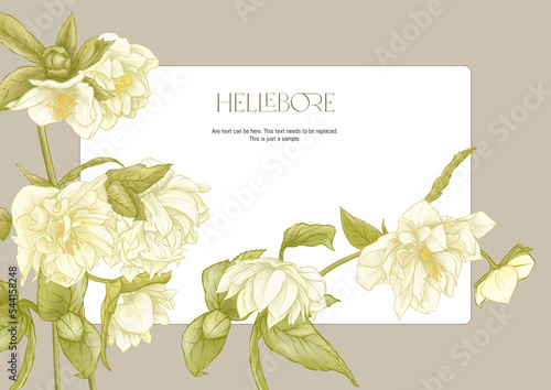 White hellebore flowers, the first spring flowering ranunculus. Spring floral motif. Border, frame, template for product label, packaging. Easy to edit. Vector illustration. In botanical style