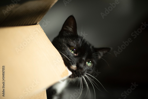 Cat and box. Pet at home. Cat loves cardboard box. Pet in morning.