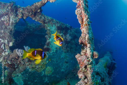 clownfish Nemo