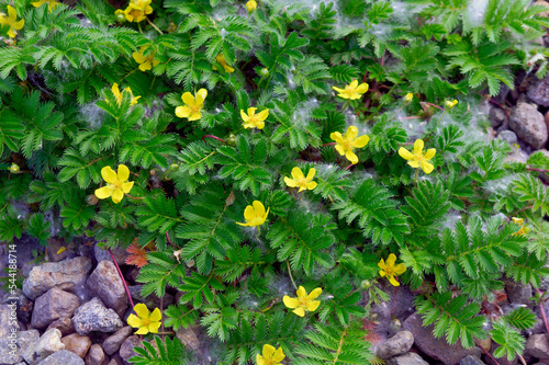 Closeup Potentilla anserina known as Argentina anserina with blurred background on meadow