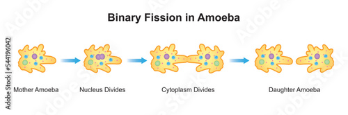 Scientific Designing of Binary Fission in amoeba. Colorful Symbols. Vector Illustration.