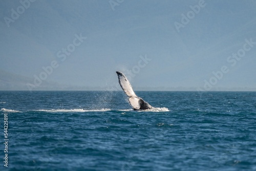 whale tail of a humpback whale in queensland australia
