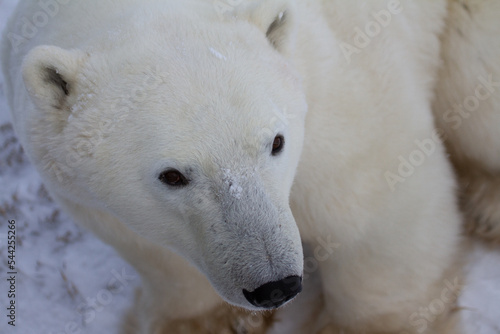 A closeup of beautiful polar bear near Churchill, Manitoba Canada
