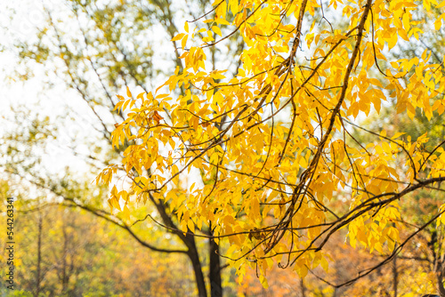 Autumn tree branches and yellow leaves landscape