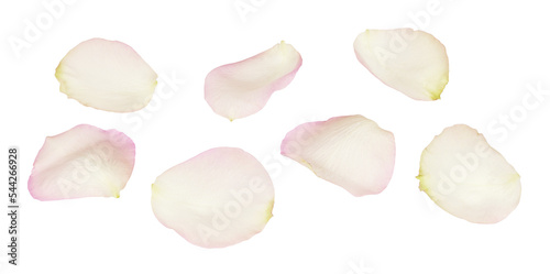 Set of white and pink rose petals