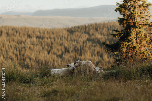 Norway, wild sheeps in Jotunheimen National Park, Beitostølen