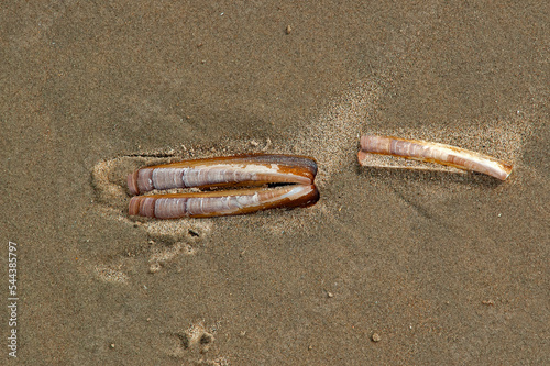 Coquilles de couteau (solen) sur le sable humide