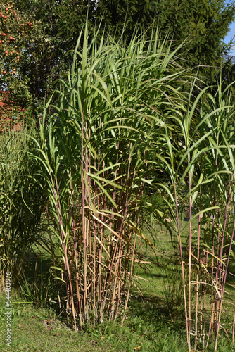 Miscanthus giganteus