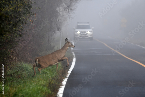 White tailed deer doe walking on road through morning fog in front of an oncoming car 