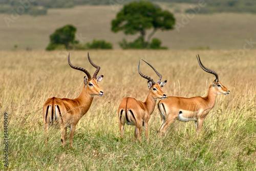 Impala antelope in Masai Mara National Reserve in Kenya