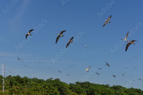 A flock of black skimmers (Rynchops niger) and large-billed terns (Phaetusa simplex) flying above the Mamoré river, upstream from Guajará-Mirim, Rondonia, Brazil, on the border with Beni, Bolivia