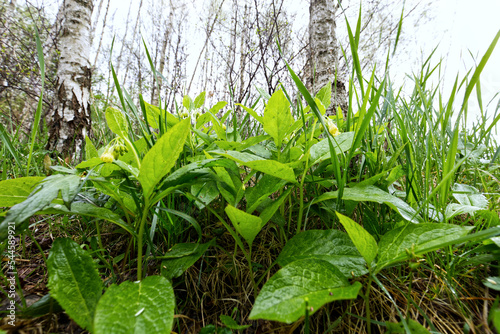 Żywokost bulwiasty (Symphytum tuberosum L.) kwitnie od kwietnia do czerwca Jest gatunkiem wskaźnikowym starych lasów.