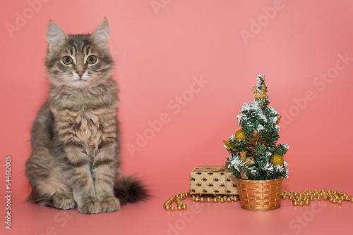 Gray kitten sits next to Christmas accessories