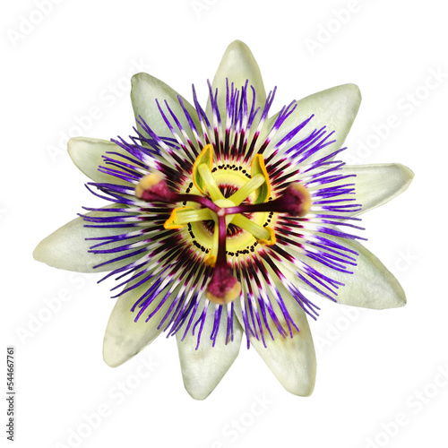 A single blue crown passionflower in bloom. The flower is cut out on a transparent background. 