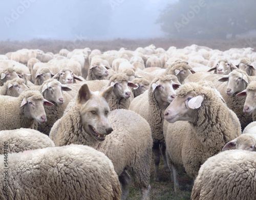 Wolf in disguise wearing a wool clothing mingles in a flock of sheep. Wolf pretending to be a sheep concept.