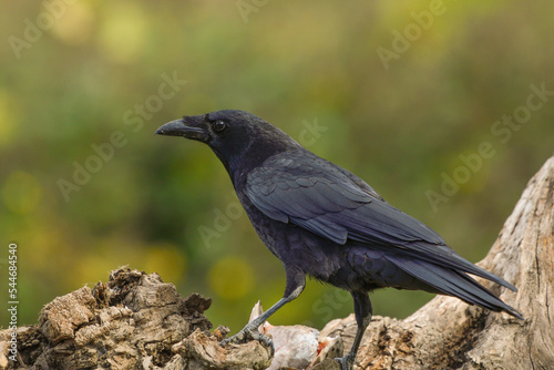 closeup of a carrion crow