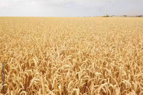 A field of ripe wheat, a combine rides in distance.