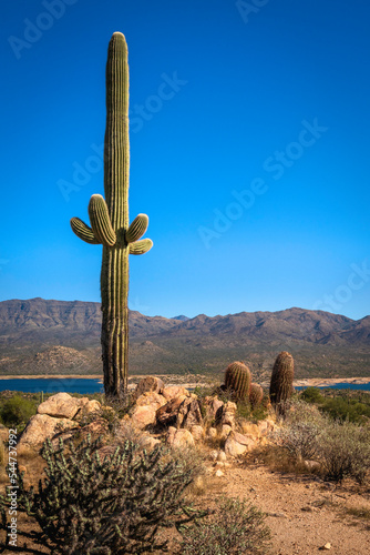 Saguaro cactus in the desert hill standing against the blue sky