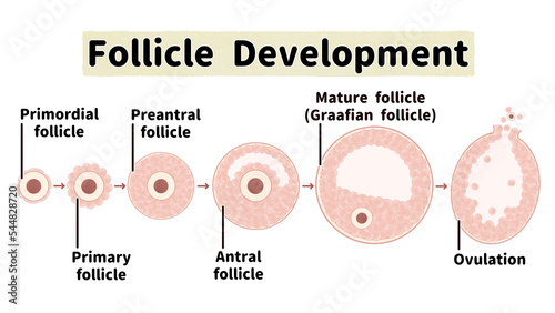 ヒトの卵胞の発育と排卵の過程 英語の図解イラスト