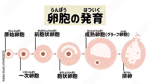 ヒトの卵胞の発育と排卵の過程 日本語の図解イラスト