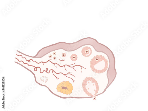 ヒトの卵胞の発育と排卵の過程 卵巣の人体断面図