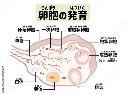 ヒトの卵胞の発育と排卵の過程 卵巣の断面図