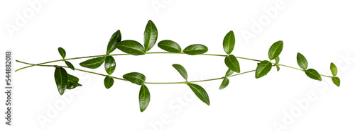 Tender branch with green leaves. periwinkle spring plant on a transparent background
