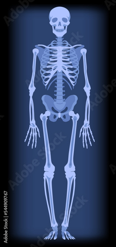 Full length roentgenogram of a human skeleton in blue light. Drawing in flat style. Vector illustration
