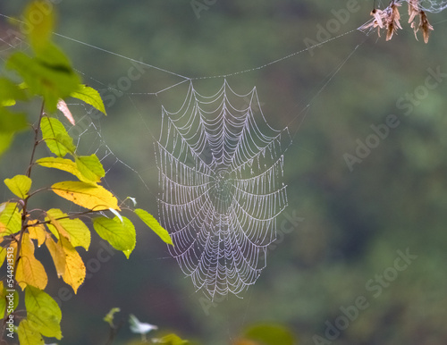  Beautiful detail of the cobwebs