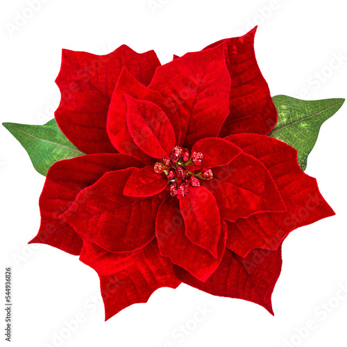 PNG Red Christmas flower poinsettia isolated transparent background