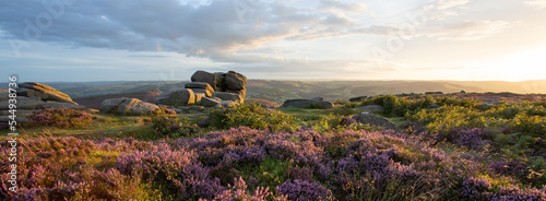 Beautiful Sunset panorama of heather in the Peak district, UK. Pink and purple flowers