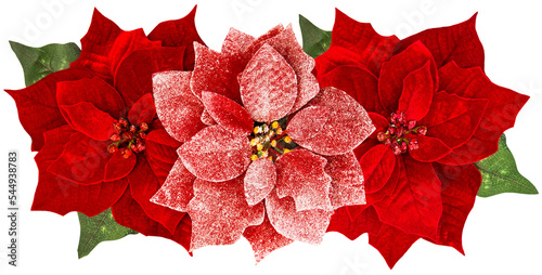 PNG Christmas flower red poinsettia isolated