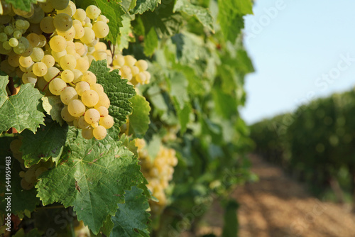 Vignoble raisin blanc en Charente