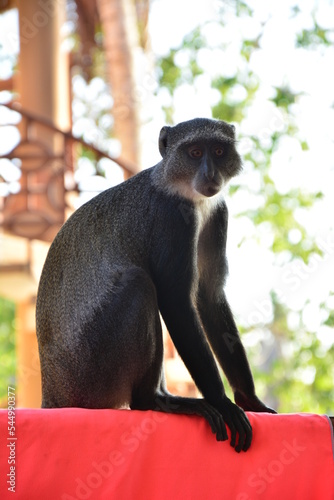 #makak #monkey #mammal #kenia #africa #beauty #wild nature #nature #wild #freedom