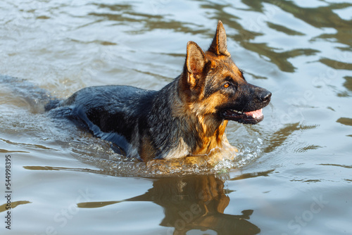 Black and brown young German Shepherd is swimming in the lake and splashing water. funny shepherd dog playing with splashes in the river