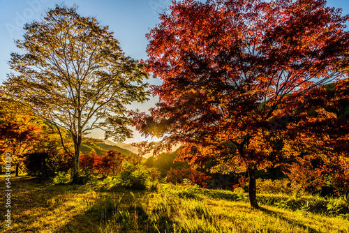 もみじ湖（箕輪ダム）で撮影した紅葉のある風景