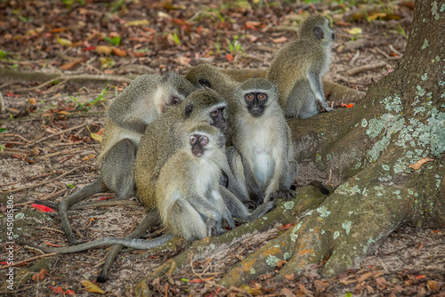 Troop of vervet monkeys under a tree