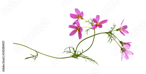 Pink cosmos flowers in a floral arrangement isolated on white or transparent background