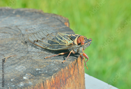 Cicada (Cicadetta pellosoma)