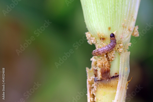 Maize, corn damaged by larva, caterpillar of European Corn Borer (Ostrinia nubilalis). It is a one of most important pest of corn crop.