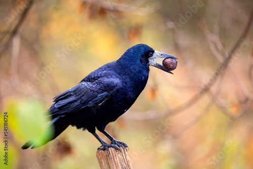 Hungry black rook bird sitting on a wooden fence with walnut in its beak in autumn park