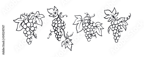 Hand drawn grapevine simple drawing illustration vector design