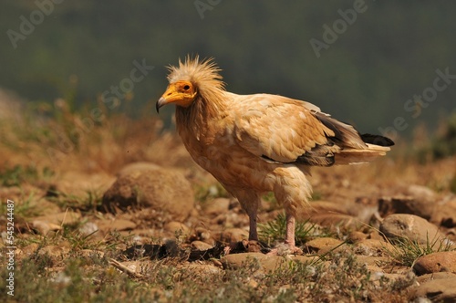 Closeup shot of a brown Egyptian vulture in a hunting pose in the field