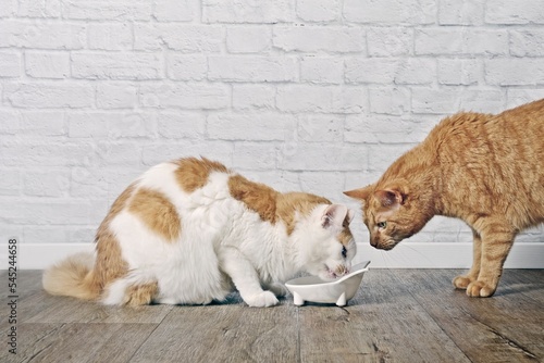 Ginger cat looking jealous to a tabby cat eating from a food bowl.