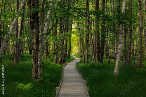 The Beauty of Summer along the Boardwalk