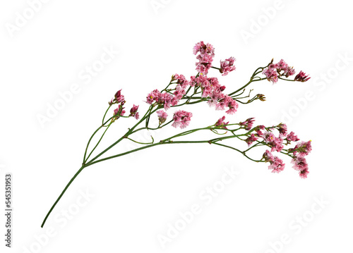 Twig of coral limonium flowers isolated on white or transparent background