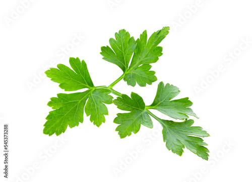 Fresh parsley herb isolated on transparent png